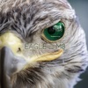 eagle_m8