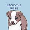 nachotheaussiedog