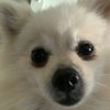 suzythepomeranian