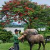 buffalomind