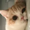 cutie.kitty180