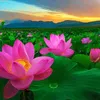 tuanbuulong6886