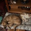 matissetheattackcat
