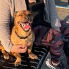 yoda_thepittiemix