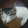 minloopyt