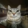 sigmacat_12345