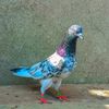 sardar_zabeii_657