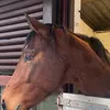 showjumper114