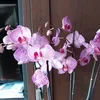 lilipimira