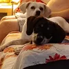 petsperdigaoesadia