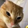catly_972