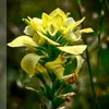 yuhchynel0890