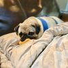 _miathepug
