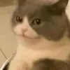 _fennic_