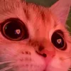 user3373383612006