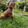 charly.the.cavalier