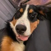 oakley_the_berner