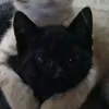 kortaoo