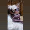 aslycat2025