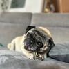 puglife_latinpug