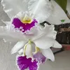 gracahoffmann