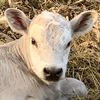 farmvalleycattle