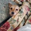 mydoglily0