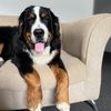 remusthebernese