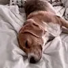 jurandirthebeagle