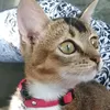 larisa1616