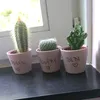 cactus20200