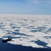 antarctickrill