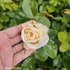 amber28578