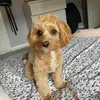 lorrainepage0