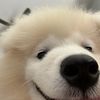 dogyesverygood