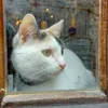 catlover2.6.0