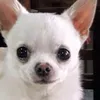 yolanda_mercedes