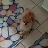 hamstermaster2