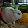 Rosygunes44