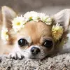 nikita_1186