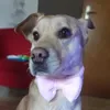 pfpako