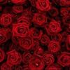 bushra_perveen5