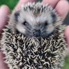 doctorhedgehog