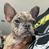 gucci_the_frenchy