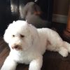 lilly_thedog1410