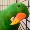 axel_da_eclectus