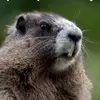 Marmota na Voz