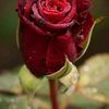 derna_rose8