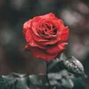 aahalani