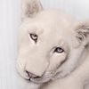 lionne.blanche0